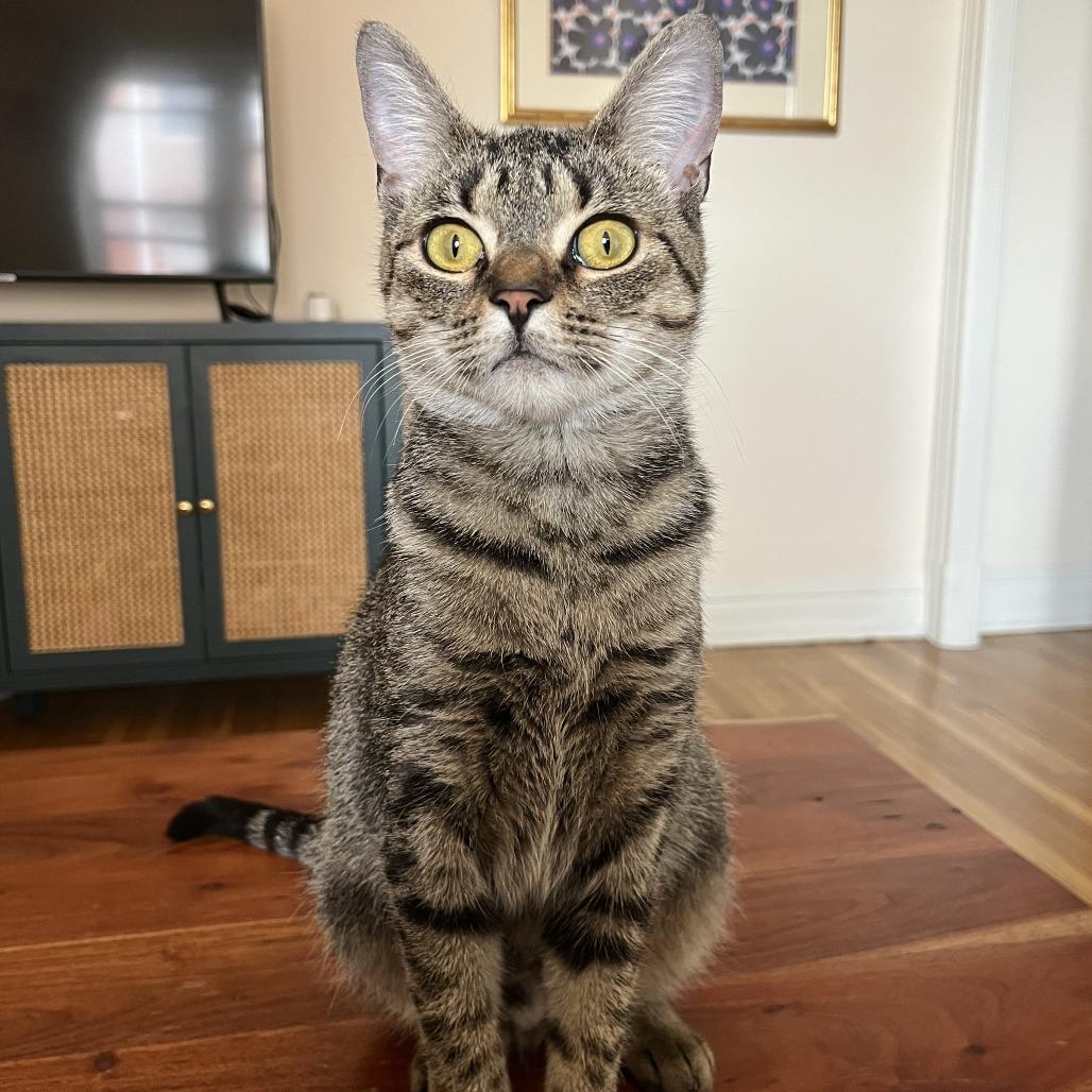 Enlarge Louisa, a Adoptable Domestic Short Hair in Washington, DC image 2/4