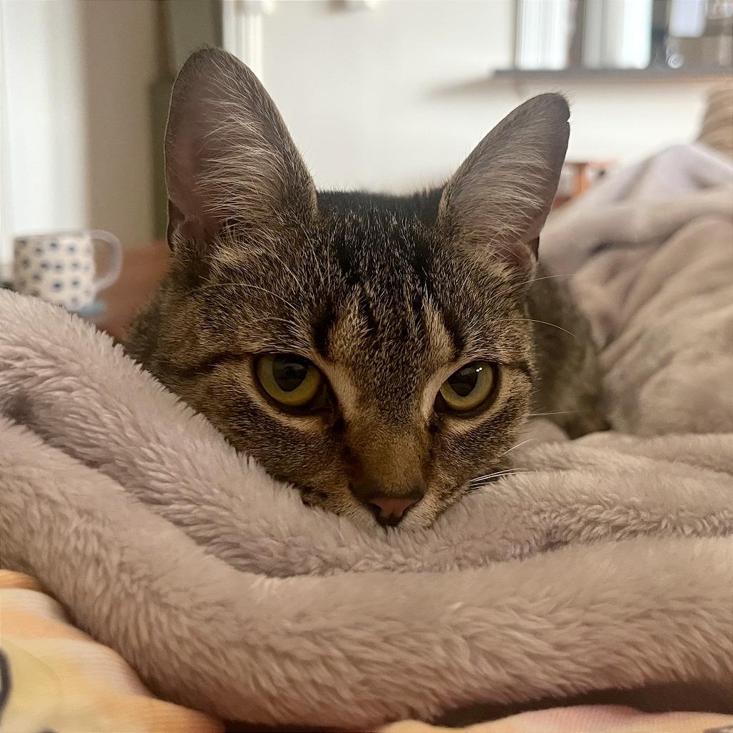 Enlarge Louisa, a Adoptable Domestic Short Hair in Washington, DC image 3/4