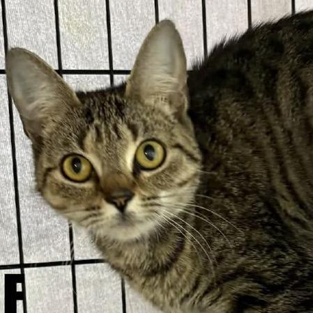 Enlarge Louisa, a Adoptable Domestic Short Hair in Washington, DC image 4/4