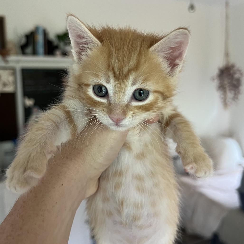 Enlarge Minneola, a Adoptable Domestic Short Hair in Jupiter, FL image 1/6