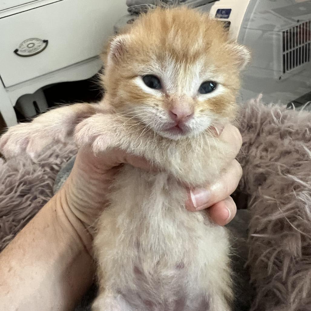 Enlarge Minneola, a Adoptable Domestic Short Hair in Jupiter, FL image 2/6