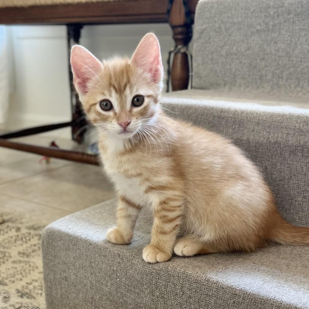 Enlarge Minneola, a Adoptable Domestic Short Hair in Jupiter, FL image 3/6