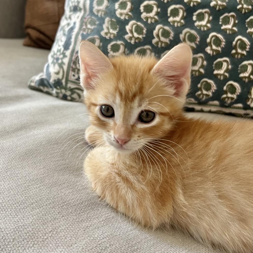 Enlarge Minneola, a Adoptable Domestic Short Hair in Jupiter, FL image 4/6