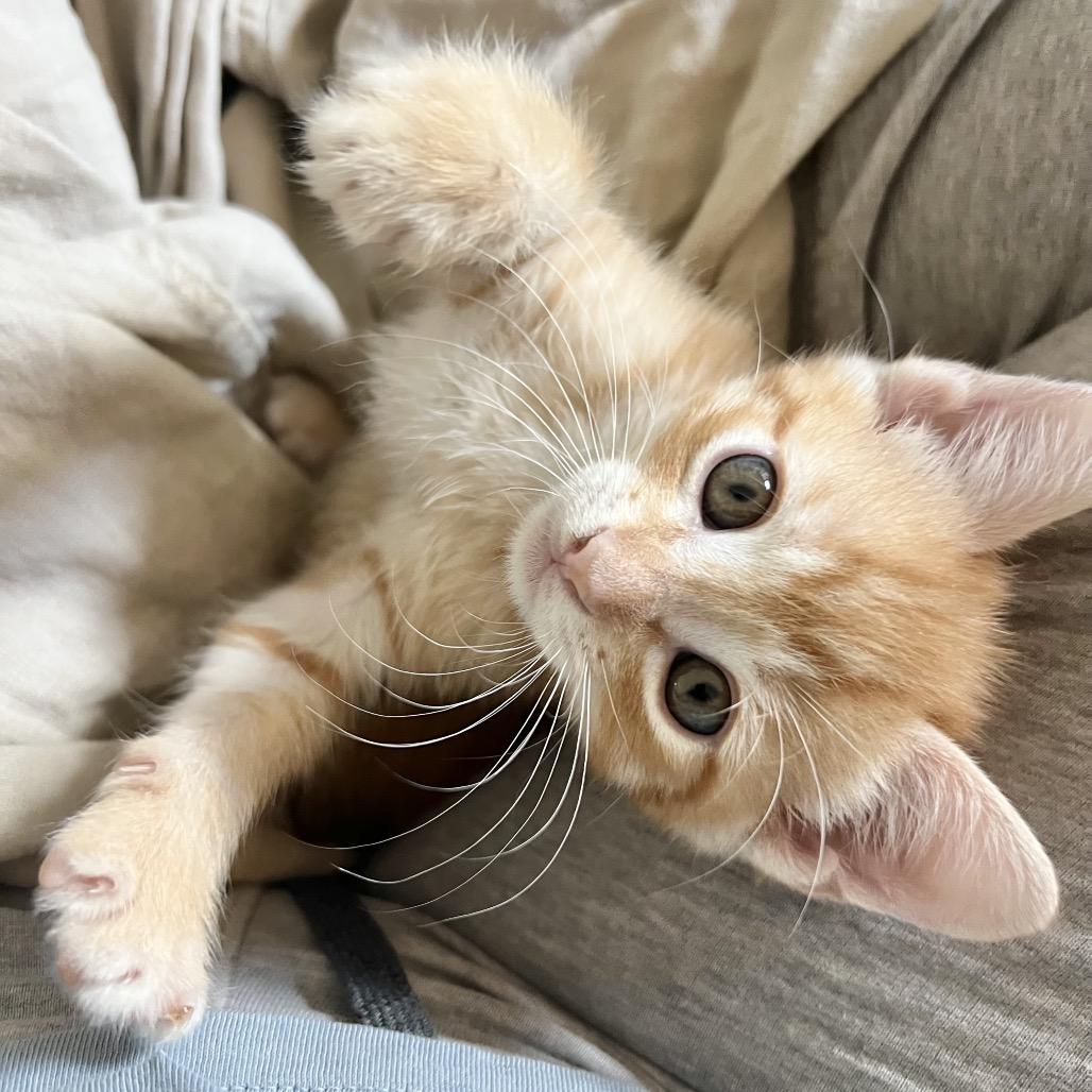 Enlarge Minneola, a Adoptable Domestic Short Hair in Jupiter, FL image 5/6