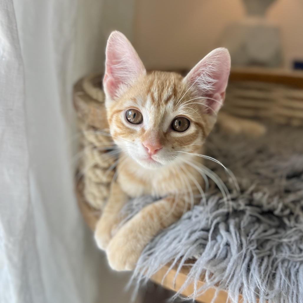 Enlarge Minneola, a Adoptable Domestic Short Hair in Jupiter, FL image 6/6