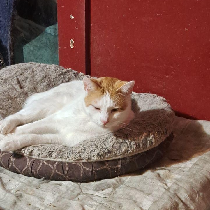 Apollo, a Adoptable American Shorthair in Yakima, WA image 4/4