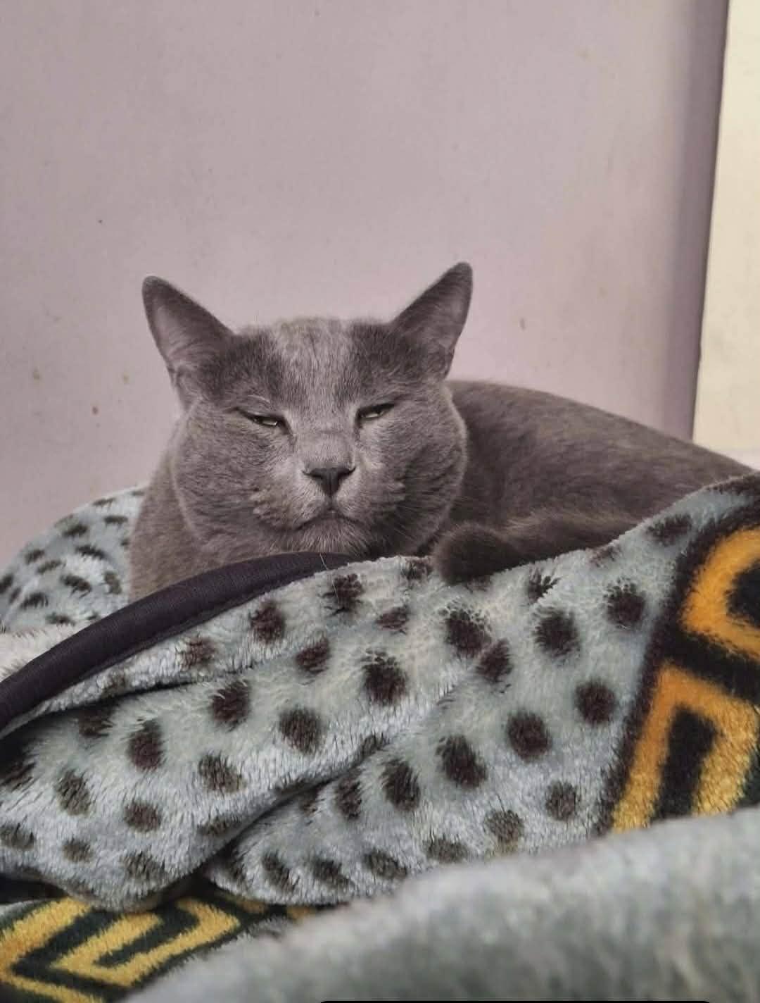 Enlarge Smokey (lap cat, dogs, cats, kids), a Adopted Domestic Short Hair in Fairfax, VA image 2/5