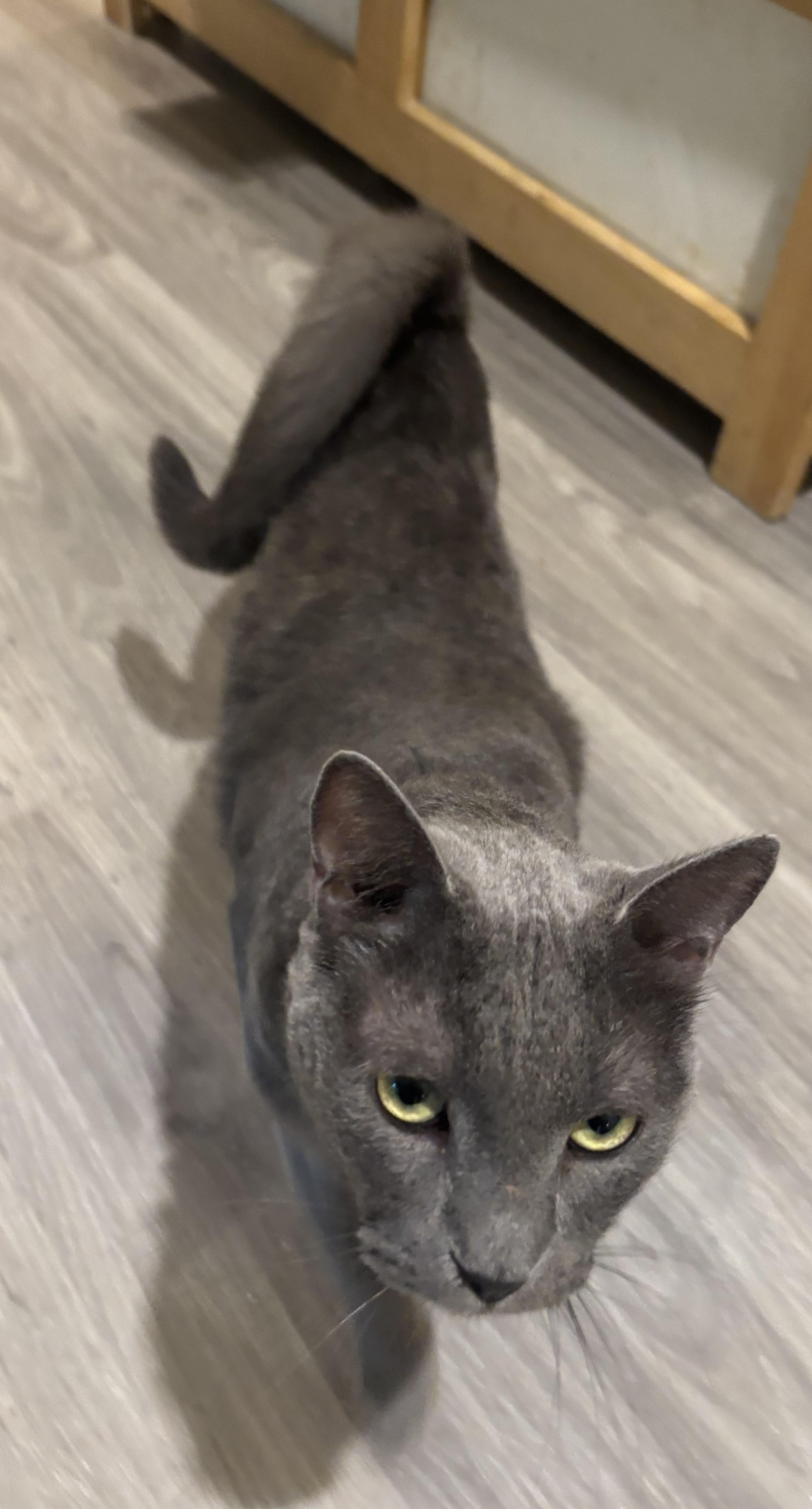 Enlarge Smokey (lap cat, dogs, cats, kids), a Adopted Domestic Short Hair in Fairfax, VA image 4/5