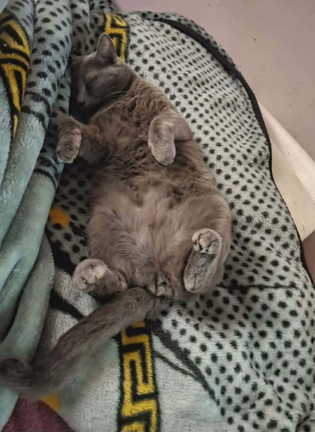 Enlarge Smokey (lap cat, dogs, cats, kids), a Adopted Domestic Short Hair in Fairfax, VA image 5/5