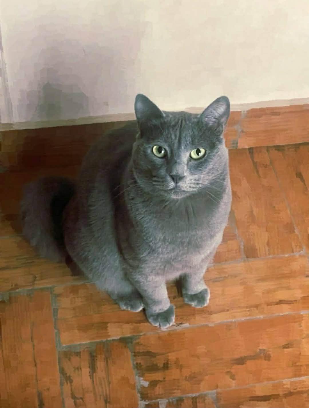 Smokey (lap cat, dogs, cats, kids), Adopted, Young Male Domestic Short Hair.