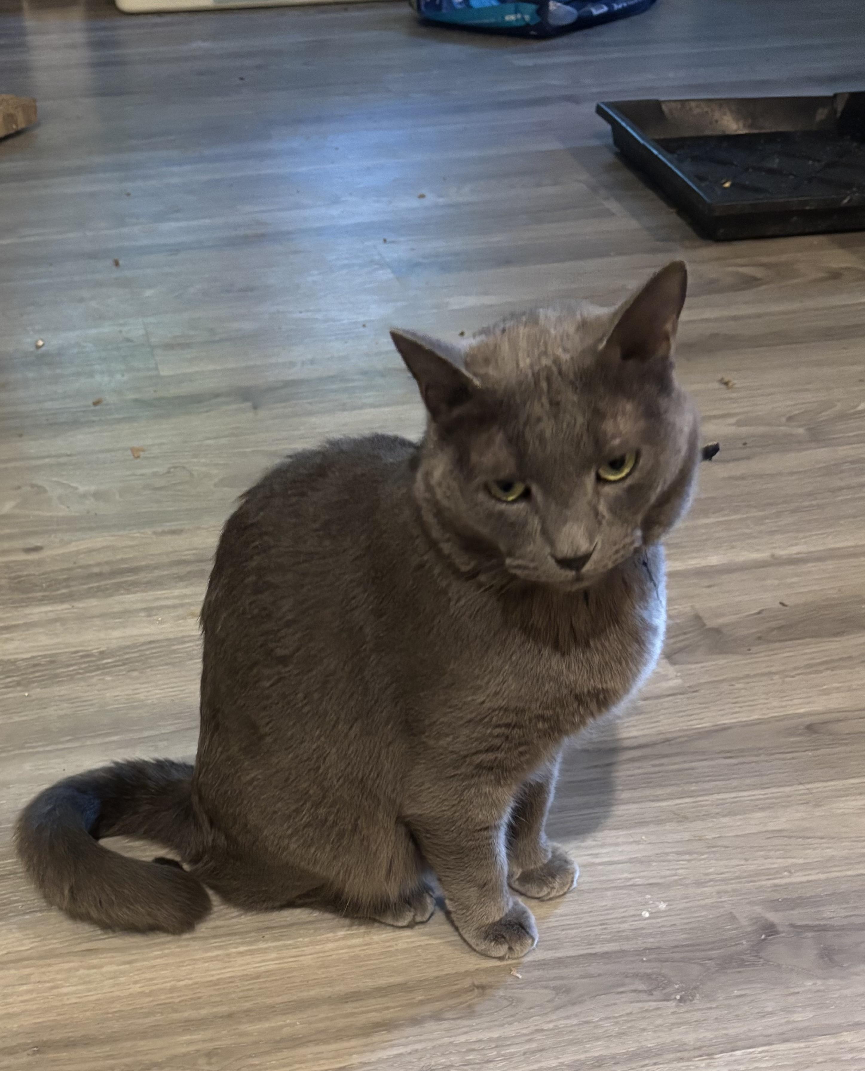 Enlarge Smokey (lap cat, dogs, cats, kids), a Adopted Domestic Short Hair in Fairfax, VA image 3/5