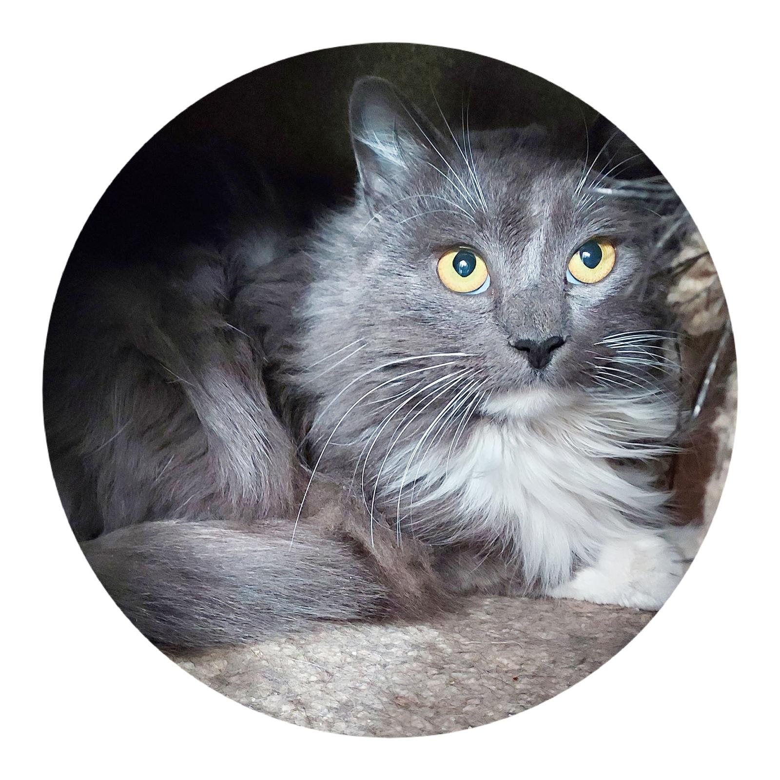 Enlarge Lois and Nathan, a Adoptable Domestic Long Hair in Sterling, MA image 1/2