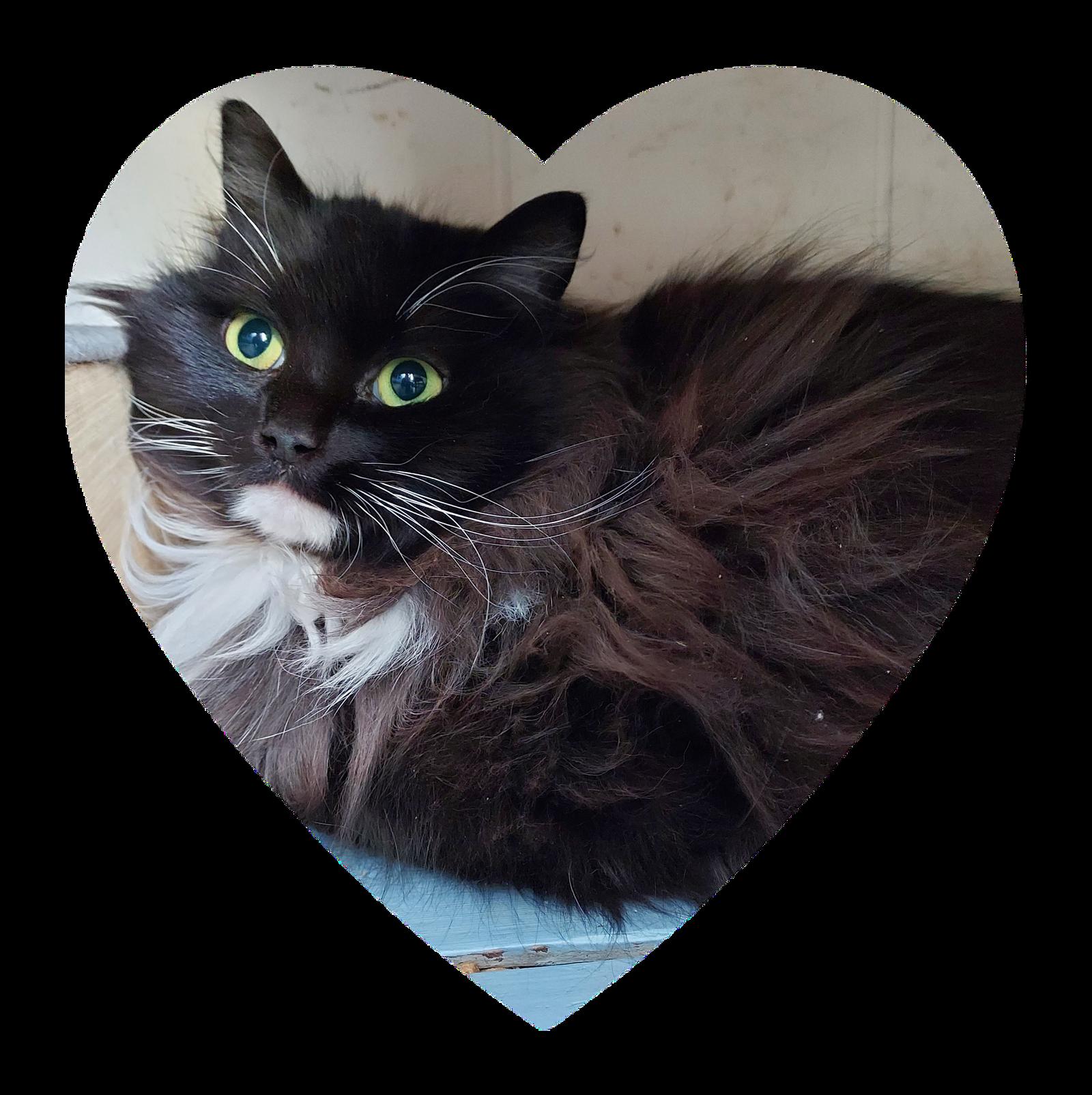 Enlarge Lois and Nathan, a Adoptable Domestic Long Hair in Sterling, MA image 2/2