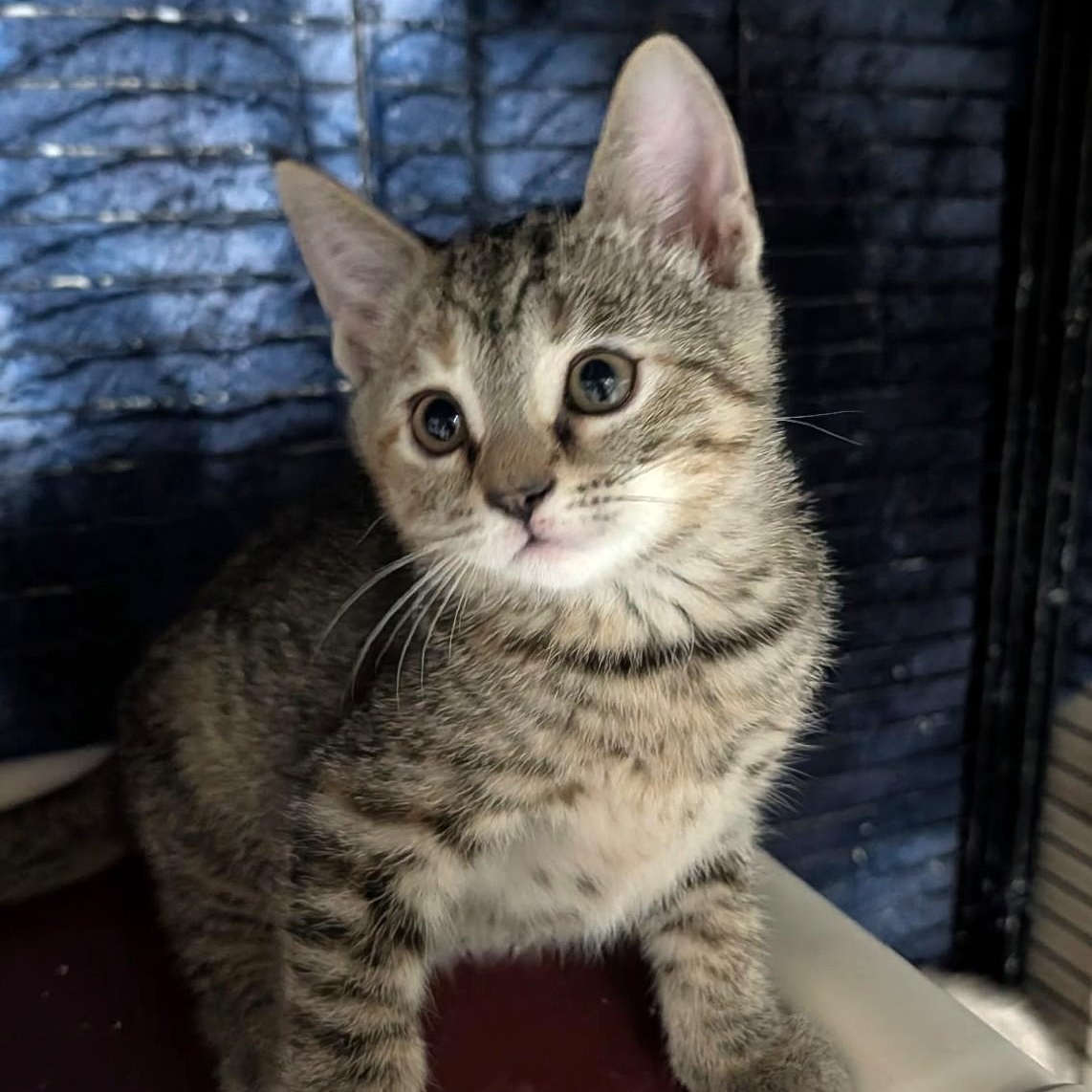 Torbina, Adoptable, Kitten Female Tabby.