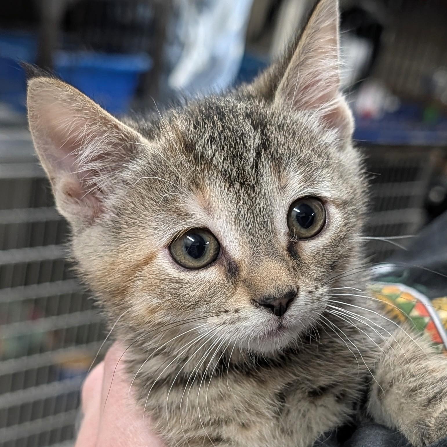 Enlarge Torbina, a Adoptable Tabby in Wilmington, OH image 2/2