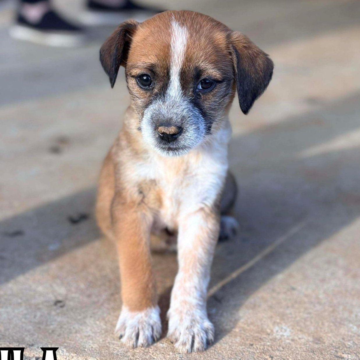 Enlarge Lila, a Adoptable mixed breed in Gloucester, MA image 1/1