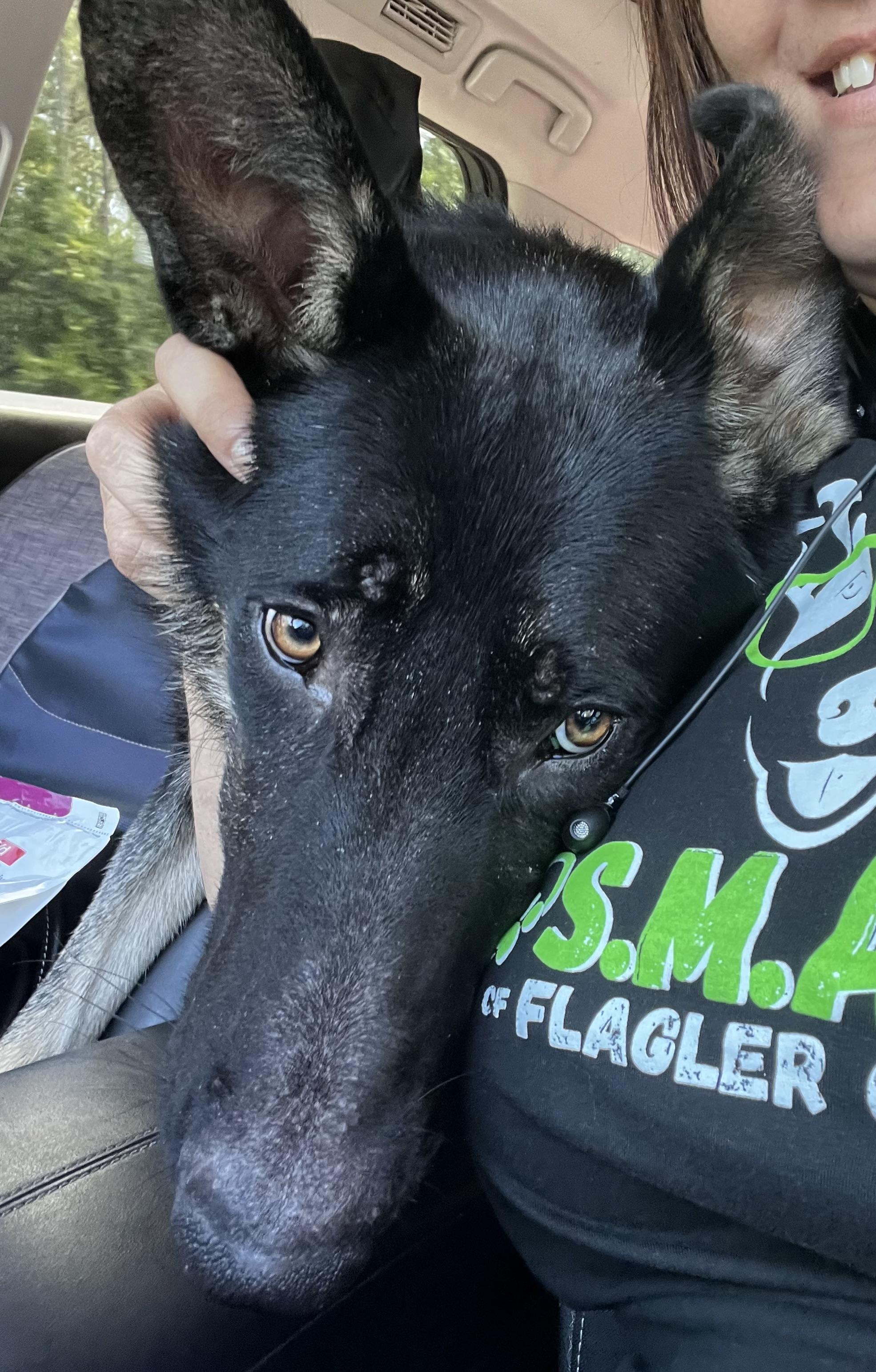 Enlarge Ozzy, a Adoptable German Shepherd Dog in Palm Coast, FL image 3/6