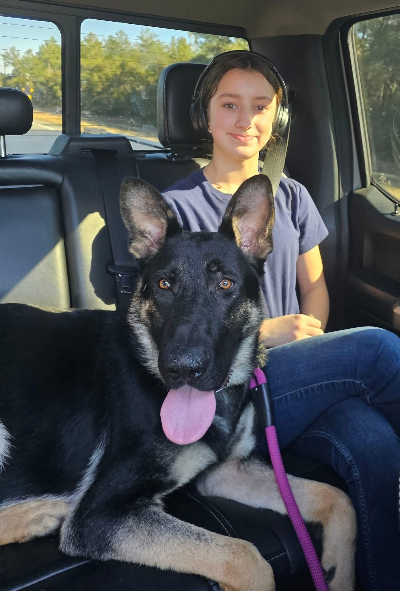 Enlarge Ozzy, a Adoptable German Shepherd Dog in Palm Coast, FL image 1/6