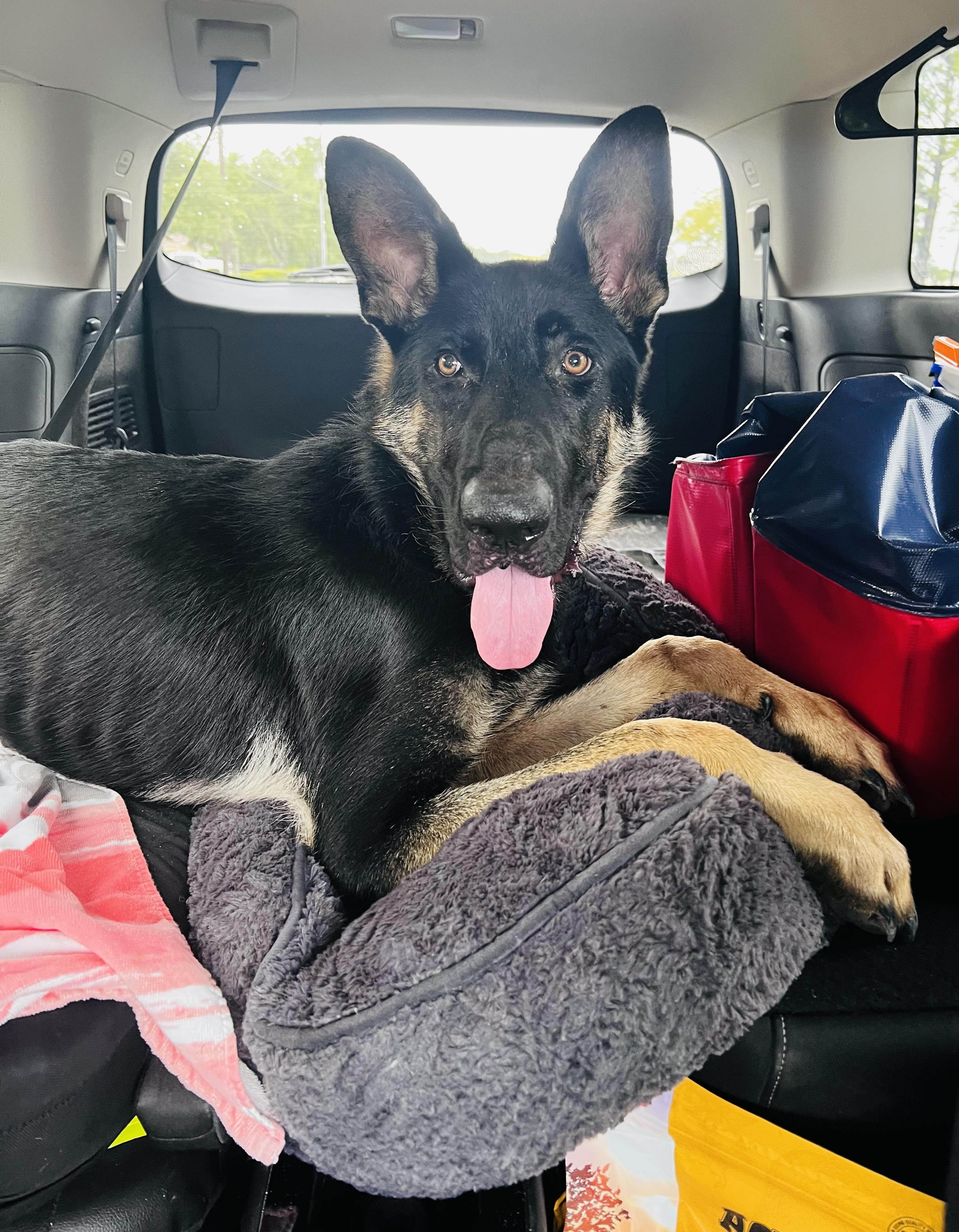 Enlarge Ozzy, a Adoptable German Shepherd Dog in Palm Coast, FL image 4/6