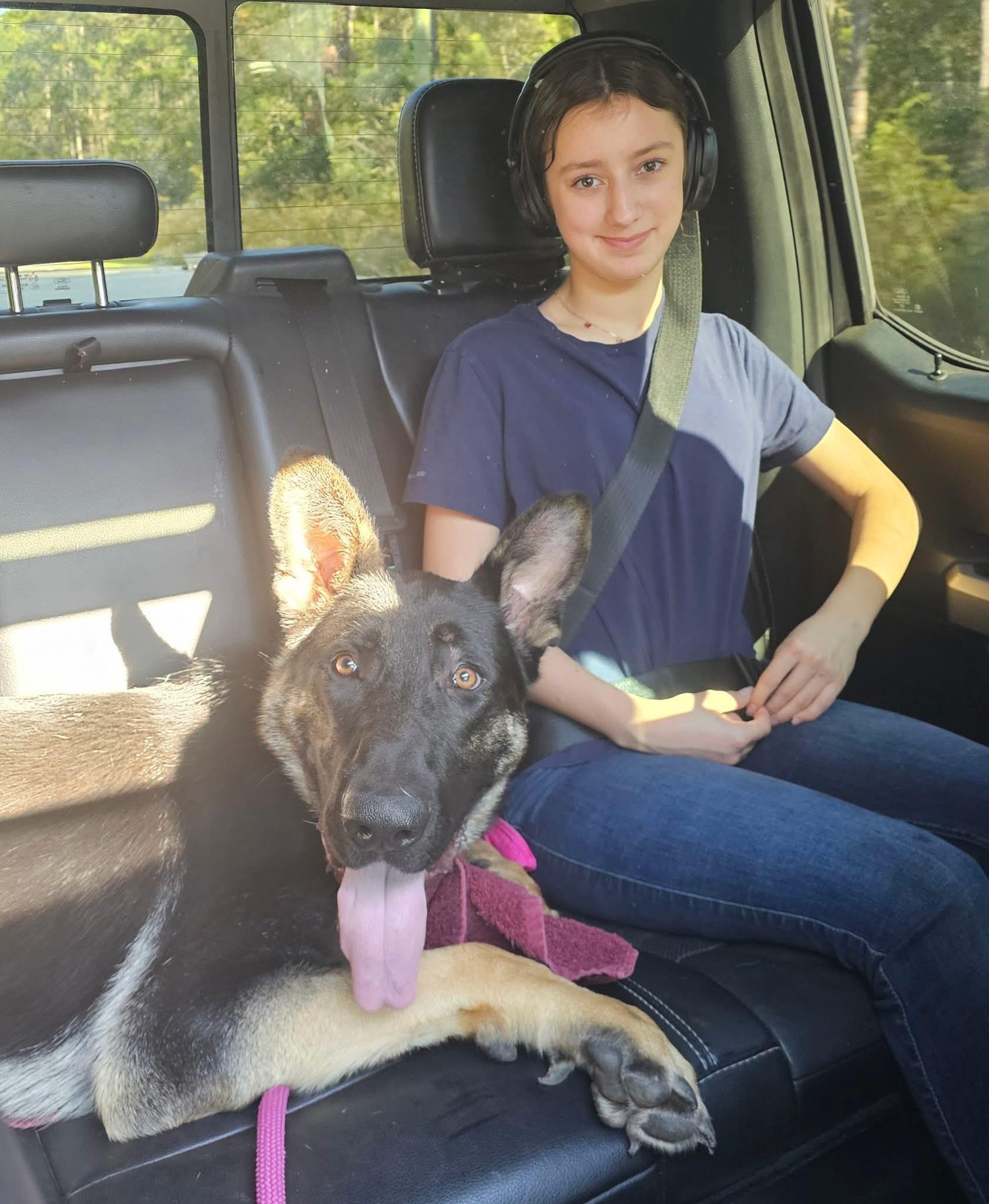 Enlarge Ozzy, a Adoptable German Shepherd Dog in Palm Coast, FL image 6/6