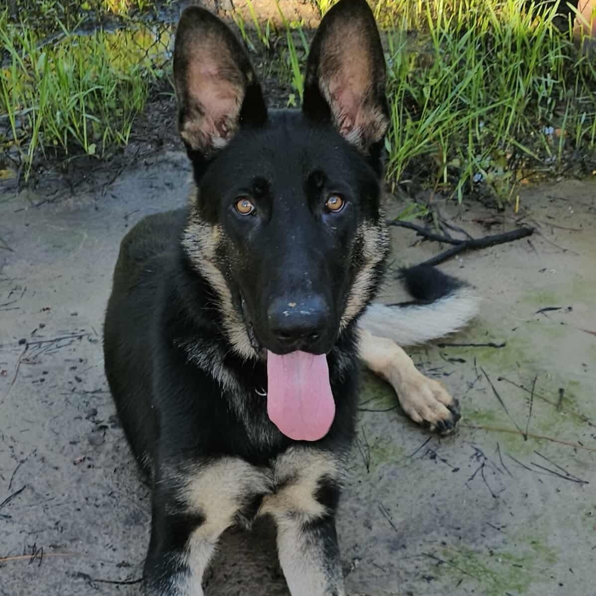 Enlarge Ozzy, a Adoptable German Shepherd Dog in Palm Coast, FL image 2/6