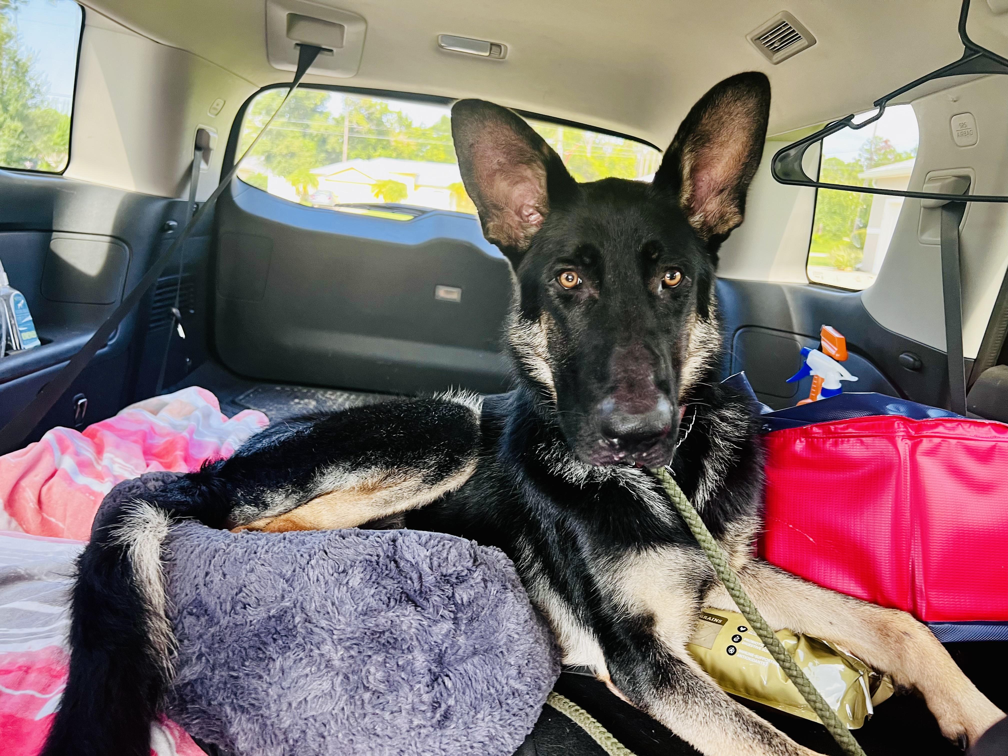 Enlarge Ozzy, a Adoptable German Shepherd Dog in Palm Coast, FL image 5/6