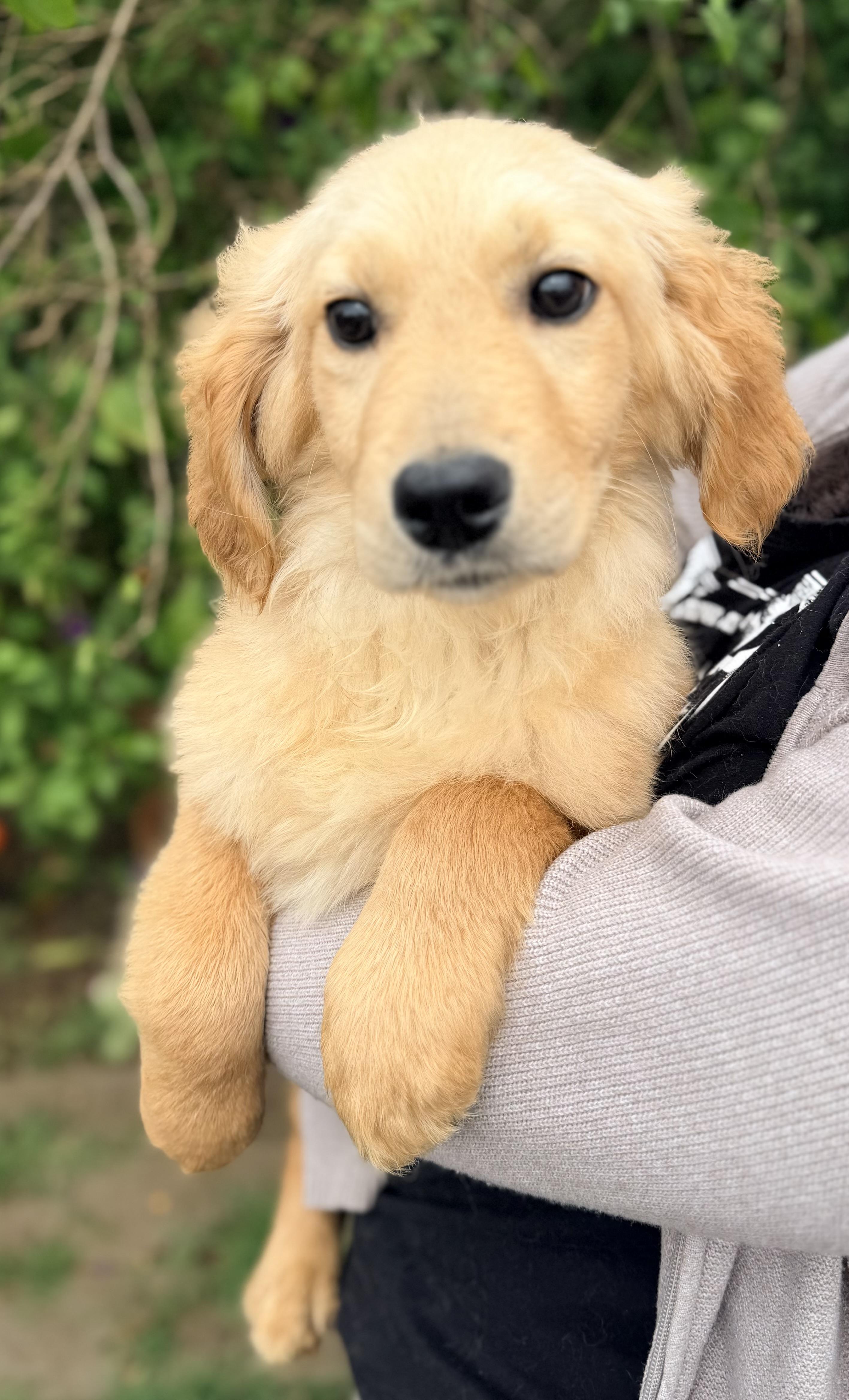 Miley, ADOPTABLE, Puppy Female Golden Retriever & Goldendoodle.