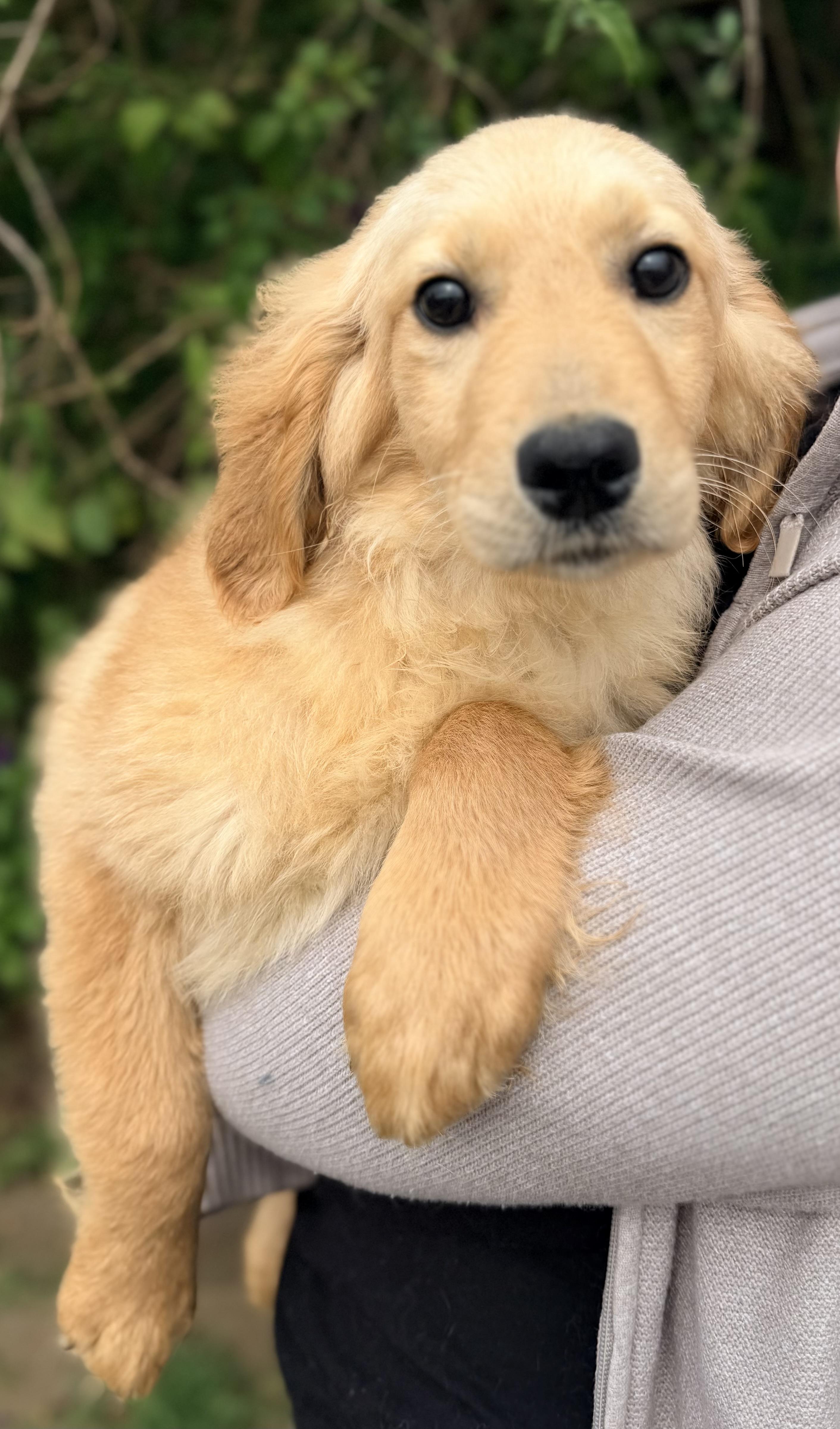 Enlarge Miley, a ADOPTABLE mixed breed in Yuba City, CA image 2/4