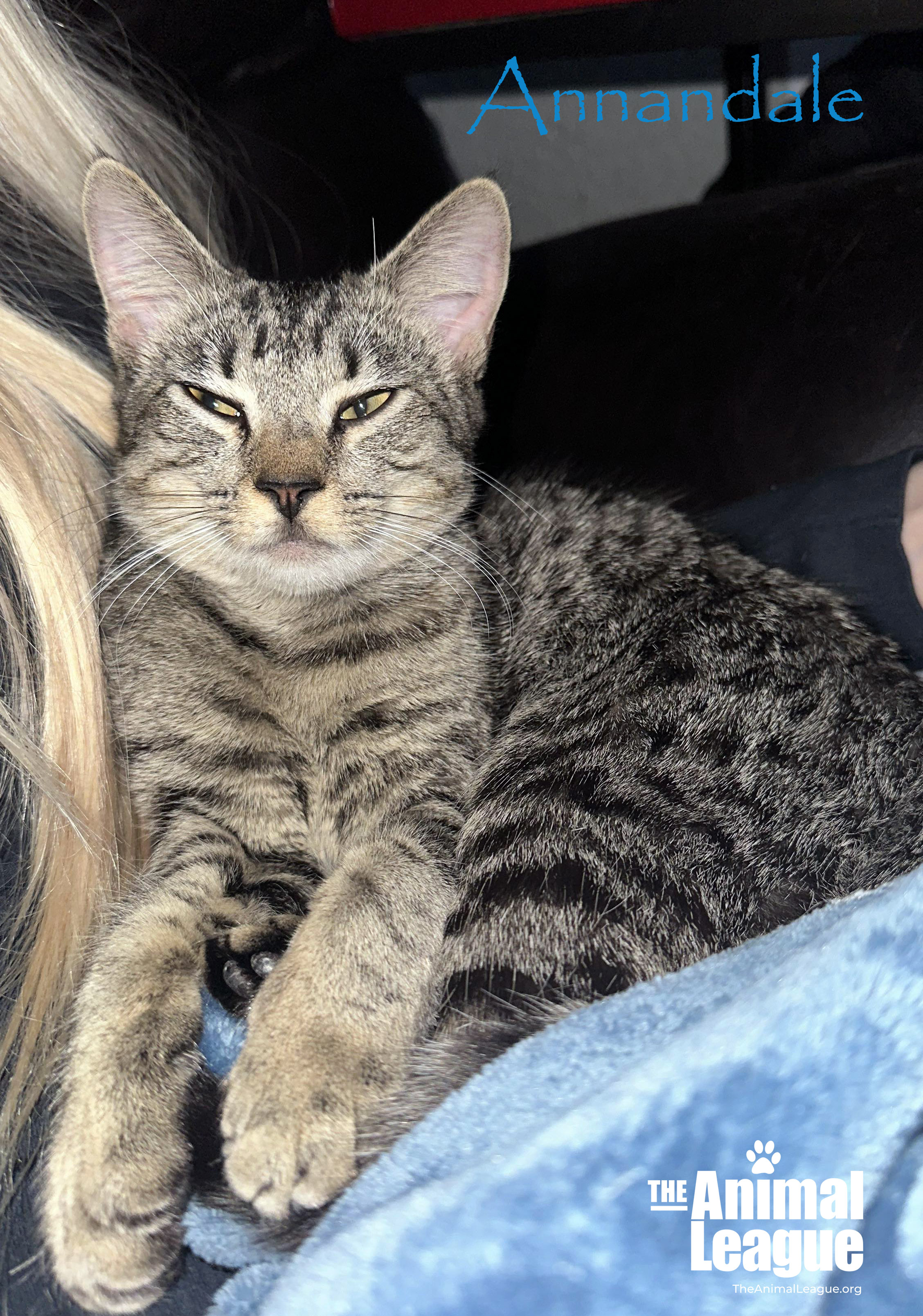 Annandale, an adopted Domestic Short Hair in Clermont, FL_image-1