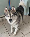 Steele, an adoptable Husky Mix in Logan, IA_image-1