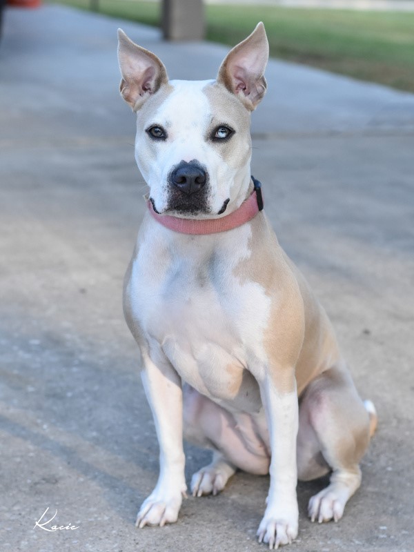 Red Patterdale Cross Pitbull Staffordshire Bull Terrier Patterdale