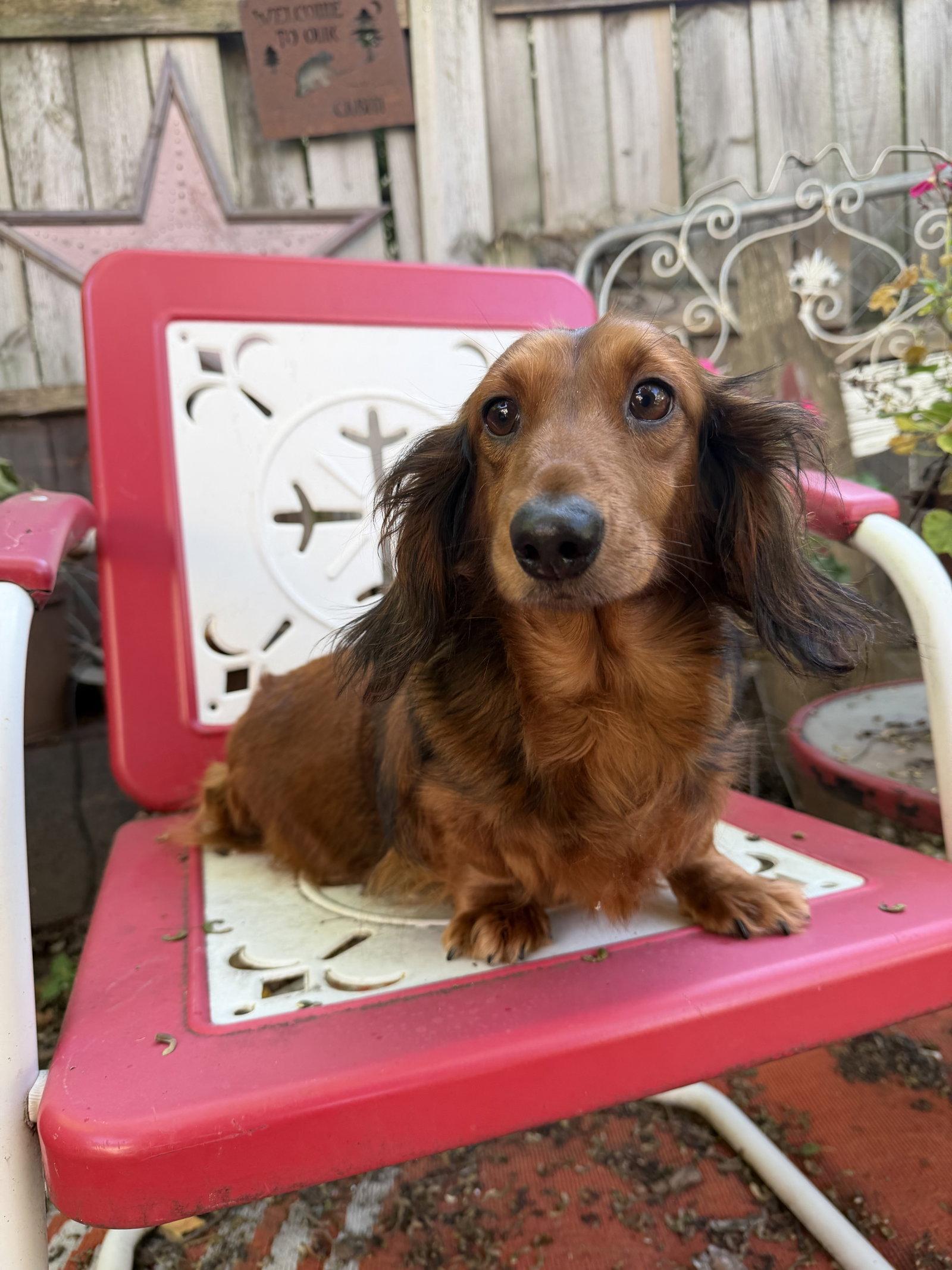 Enlarge Louella, a Adoptable Dachshund in Sioux Falls, SD image 1/3