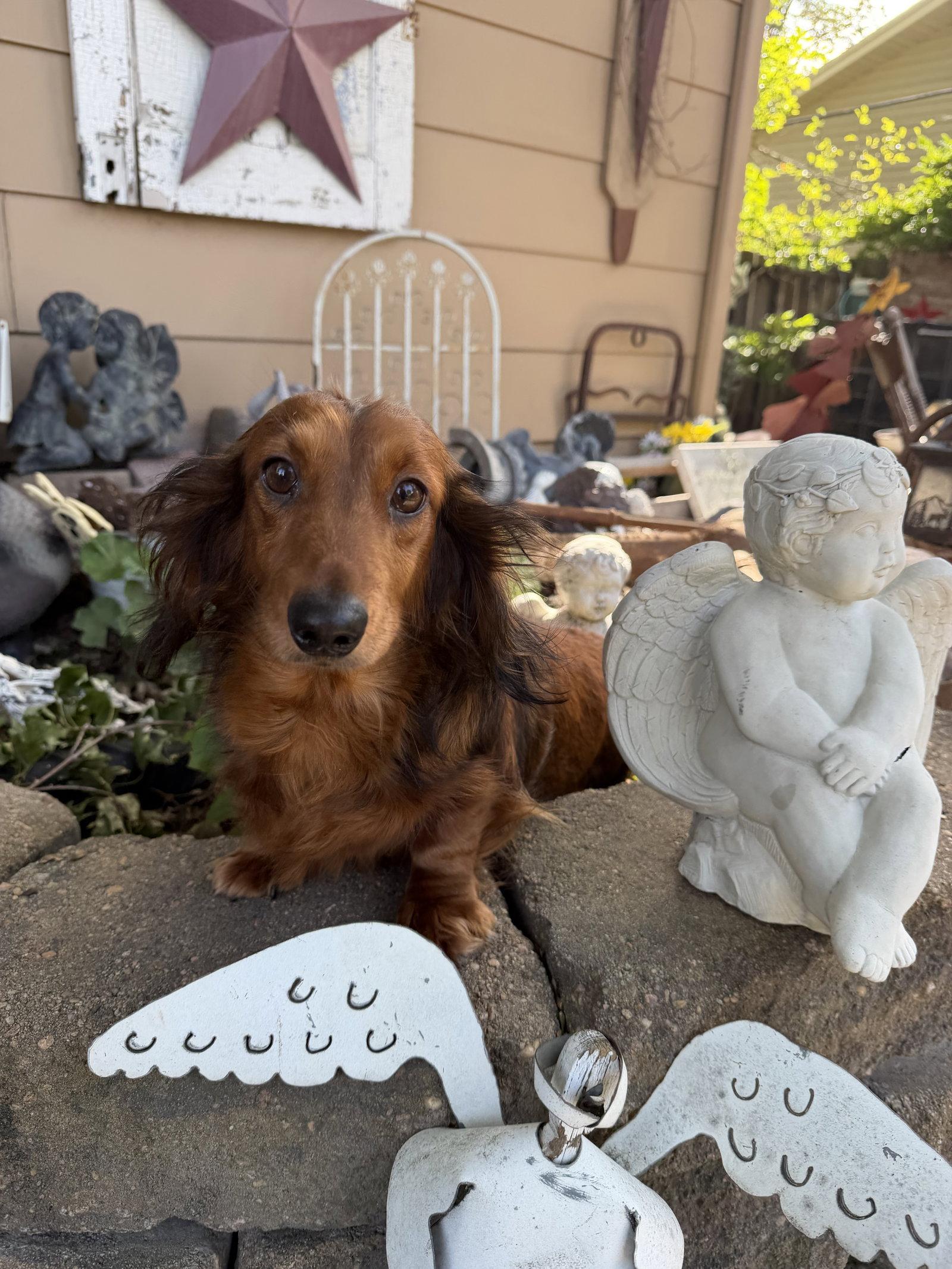 Enlarge Louella, a Adoptable Dachshund in Sioux Falls, SD image 2/3