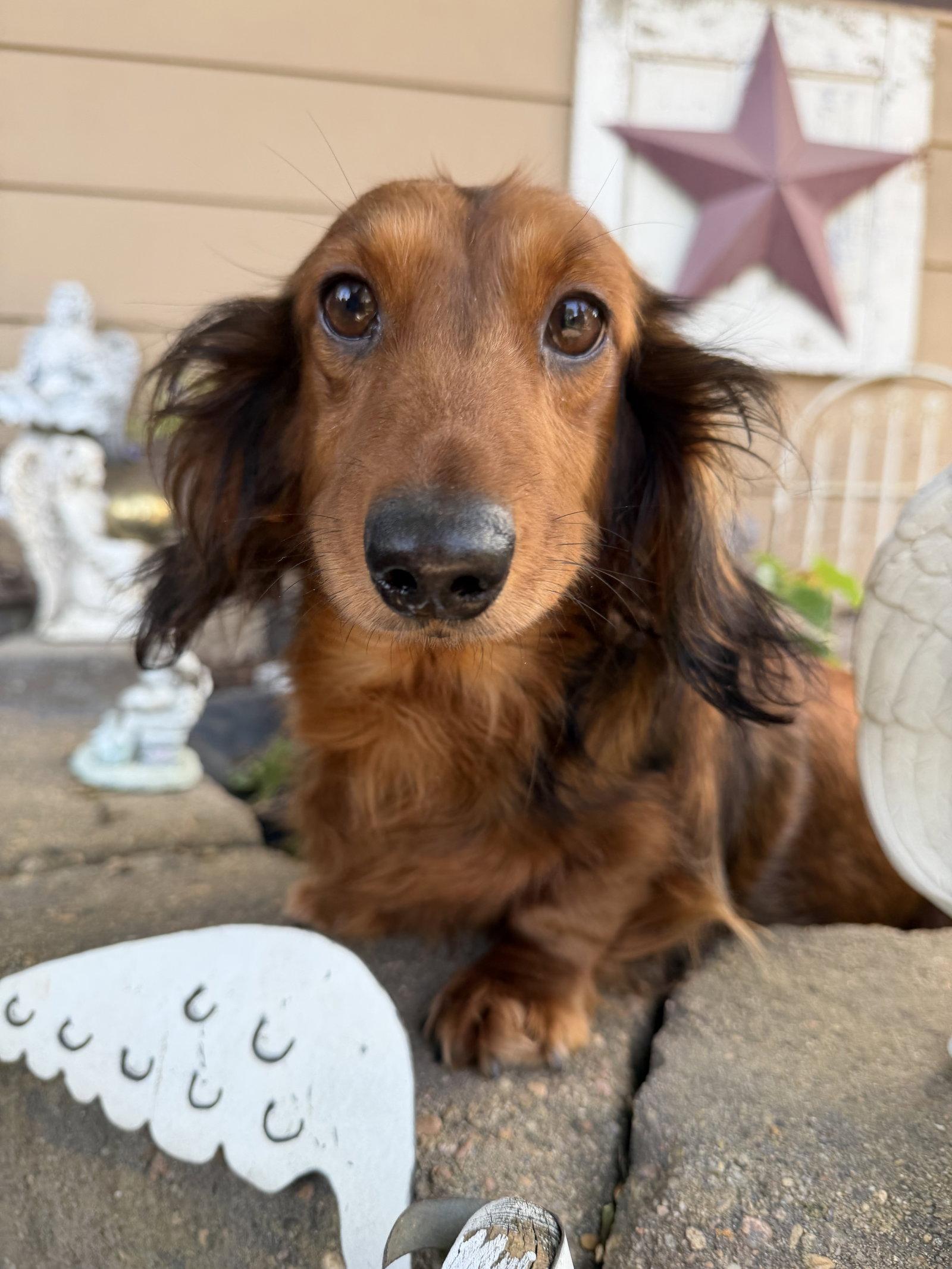Enlarge Louella, a Adoptable Dachshund in Sioux Falls, SD image 3/3