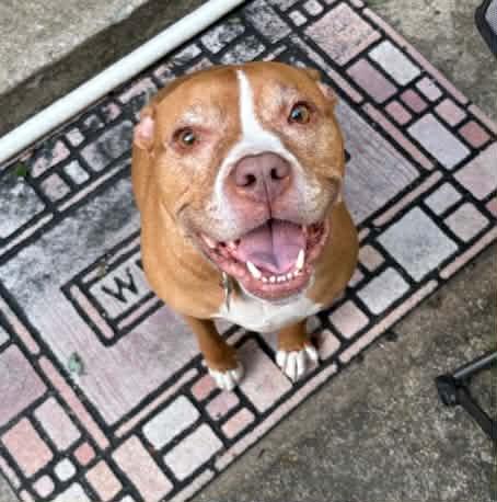 Kali , ADOPTABLE, Adult Female American Staffordshire Terrier & Pit Bull Terrier.