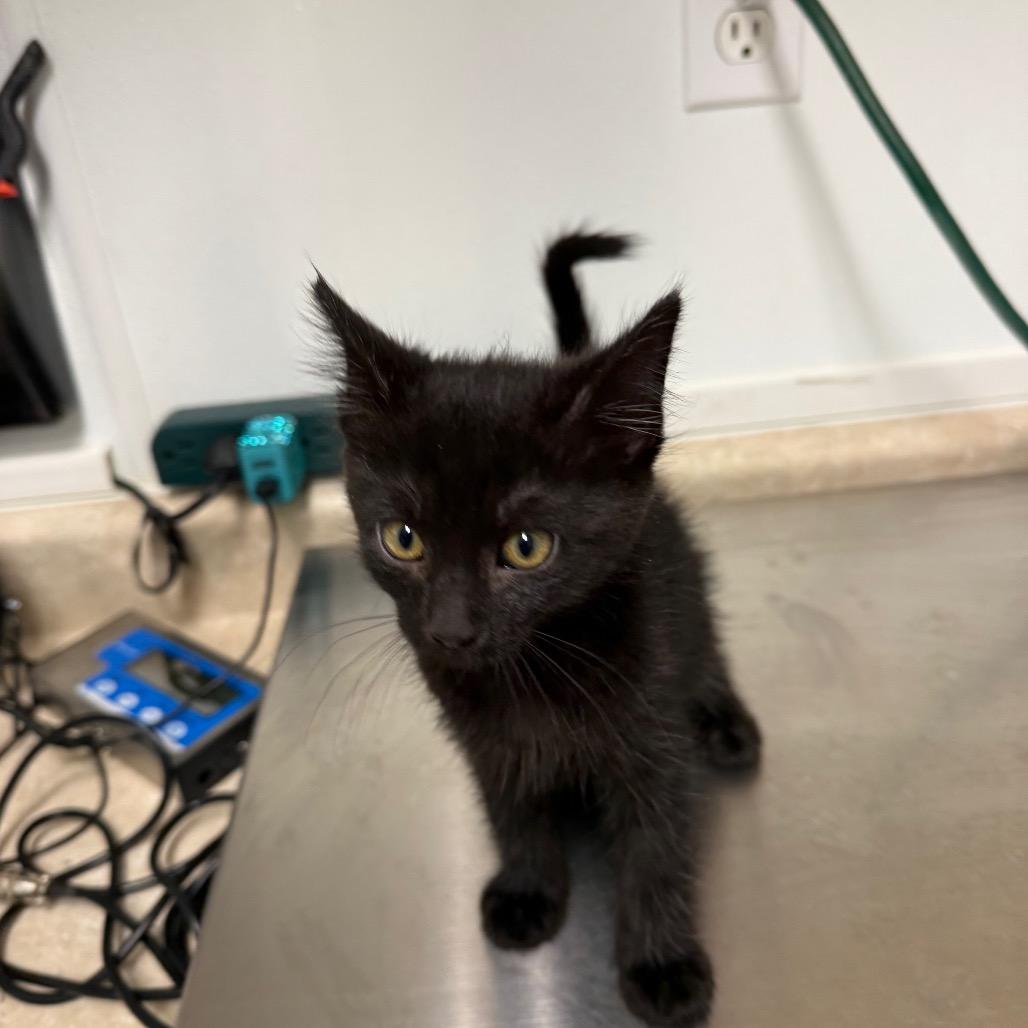 Ben, Adoptable, Kitten Male Domestic Medium Hair.