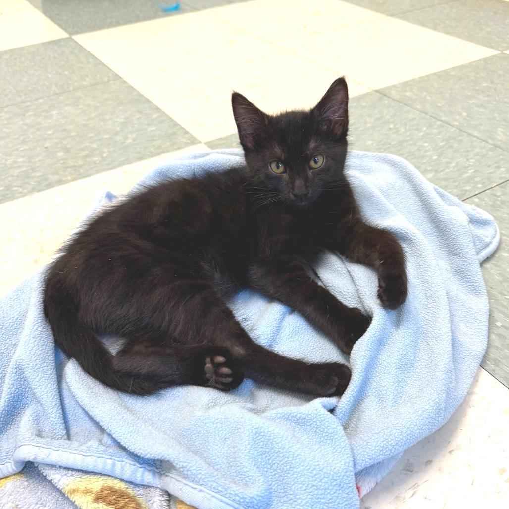 Enlarge Ben, a Adoptable Domestic Medium Hair in Mount Shasta, CA image 2/2