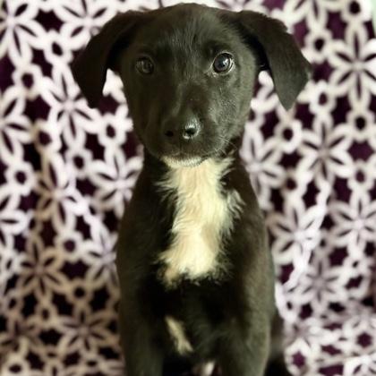 Enlarge Gianna, a Adoptable mixed breed in Red Bluff, CA image 2/2