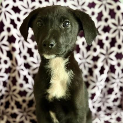 Gianna, Adoptable, Puppy Female Shepherd.