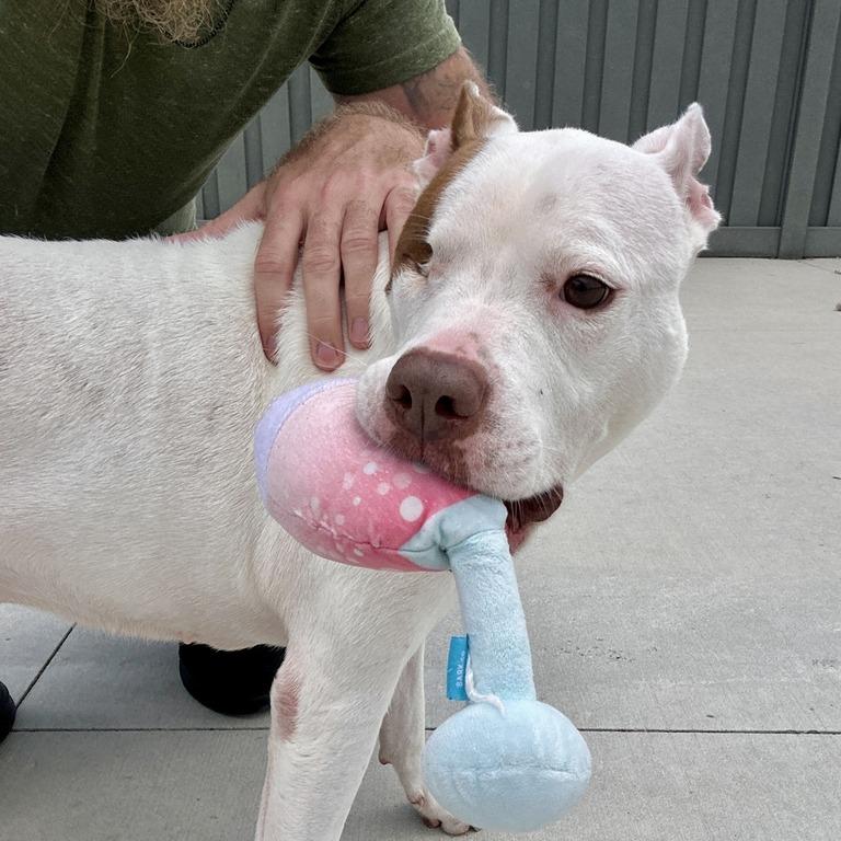Nina, Adoptable, Adult Female Pit Bull Terrier.