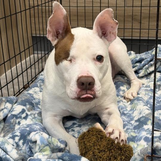 Nina, a Adoptable Pit Bull Terrier in Matteson, IL image 2/6