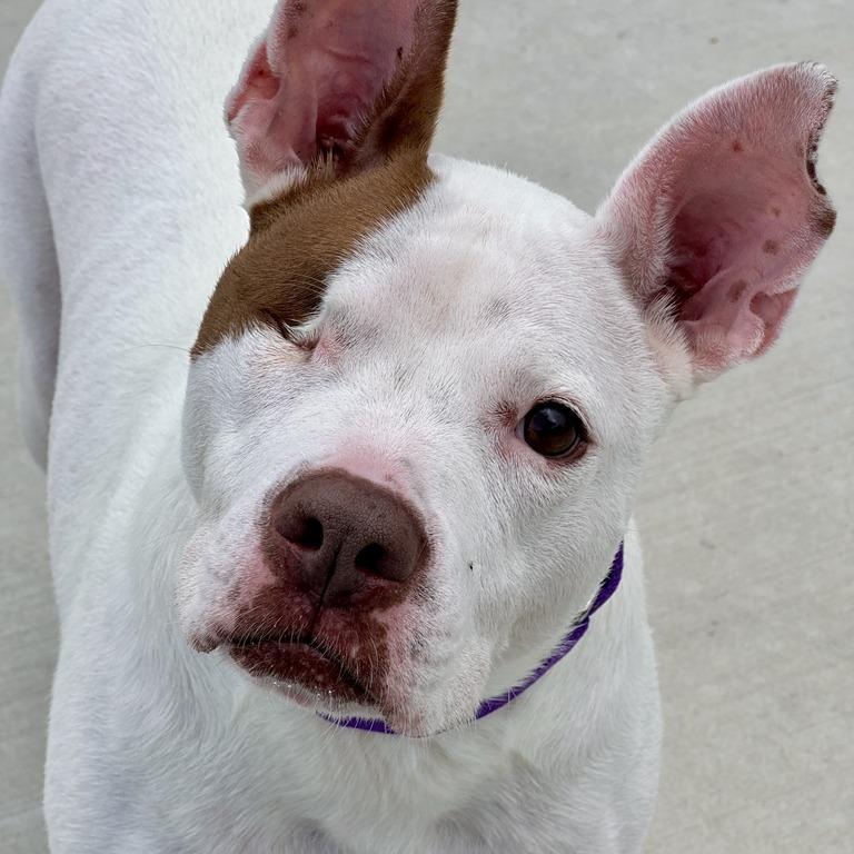 Nina, a Adoptable Pit Bull Terrier in Matteson, IL image 3/6