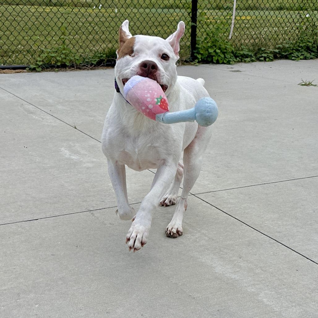 Nina, a Adoptable Pit Bull Terrier in Matteson, IL image 4/6