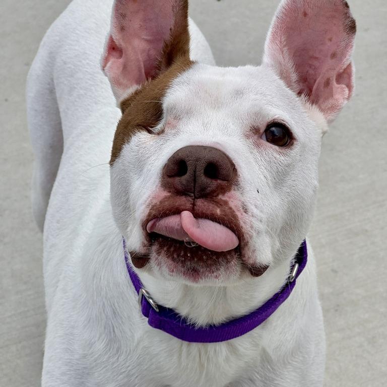 Nina, a Adoptable Pit Bull Terrier in Matteson, IL image 5/6