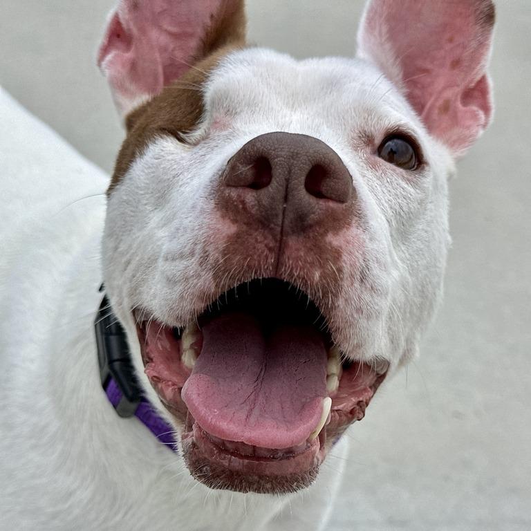 Nina, a Adoptable Pit Bull Terrier in Matteson, IL image 6/6