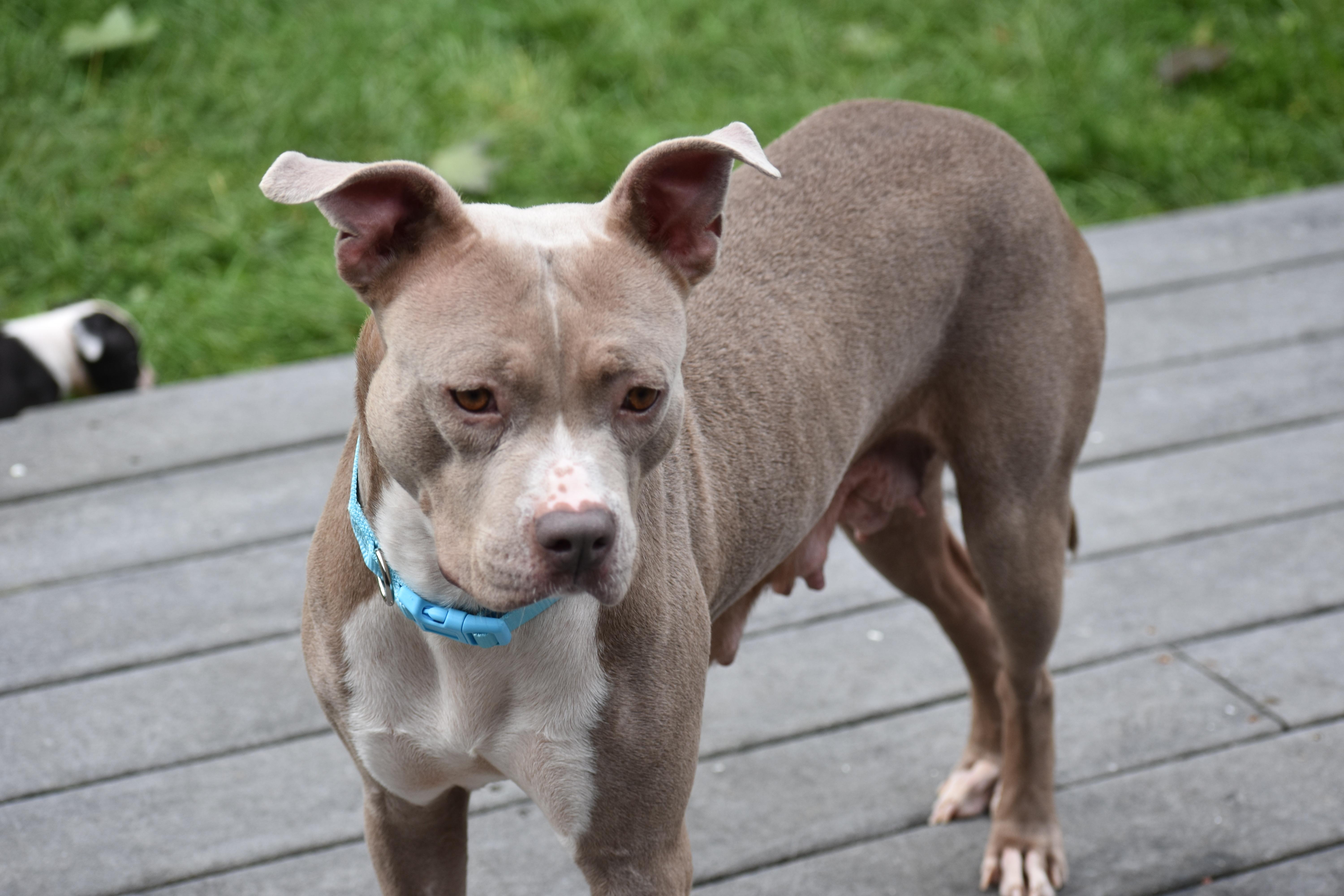 Enlarge Mama Petunia, a Adoptable mixed breed in Carmel, NY image 4/6