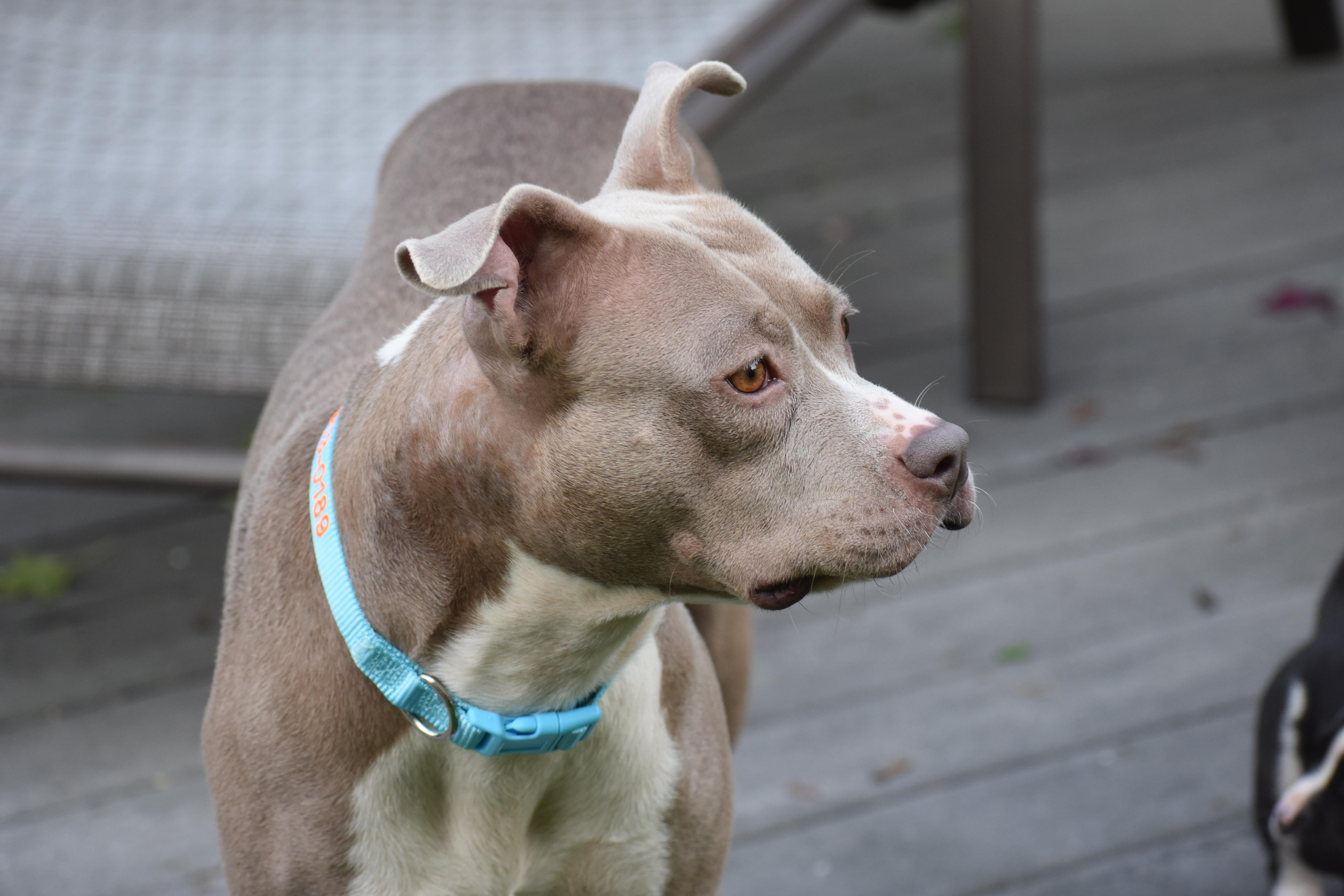Enlarge Mama Petunia, a Adoptable mixed breed in Carmel, NY image 6/6
