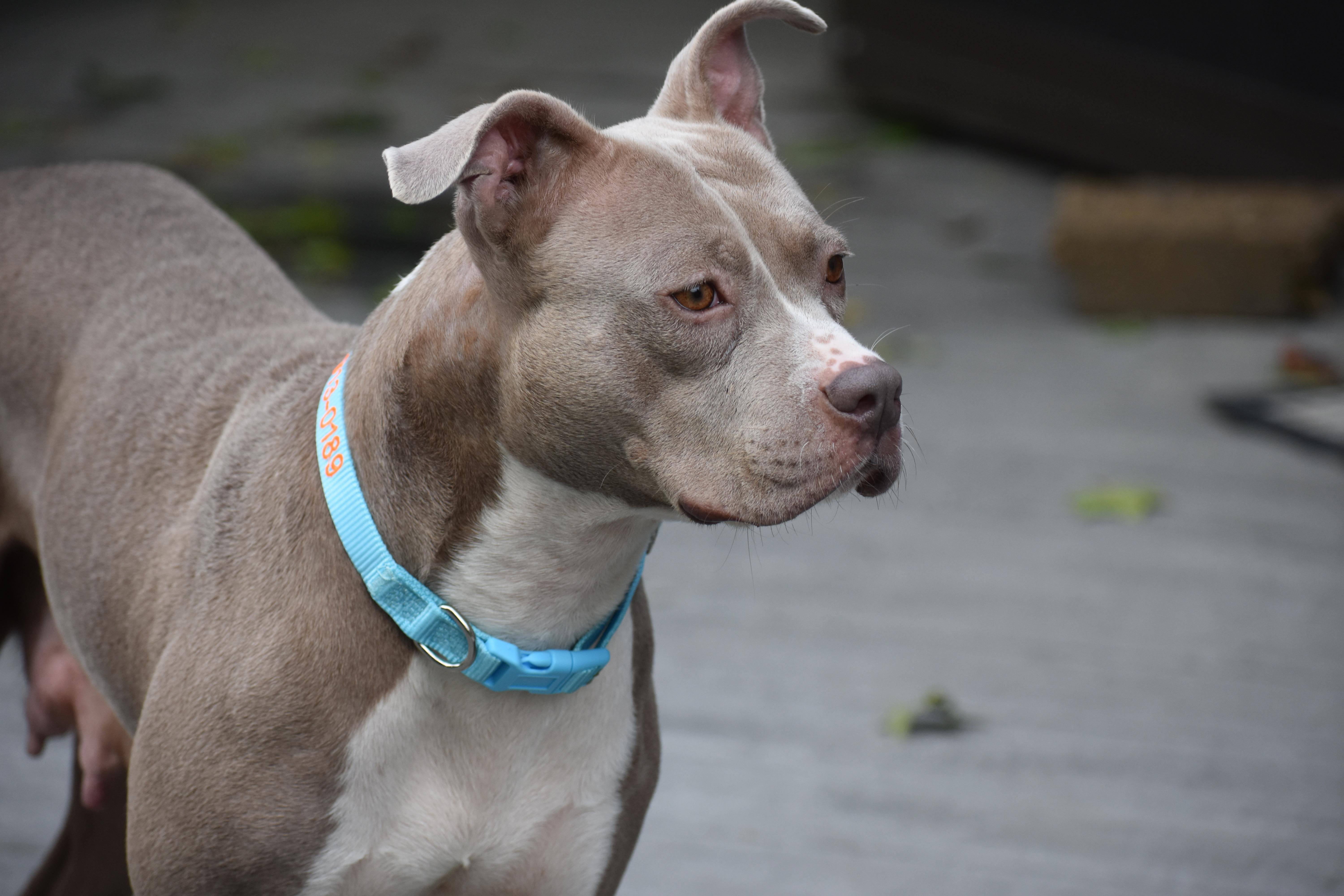 Enlarge Mama Petunia, a Adoptable mixed breed in Carmel, NY image 1/6