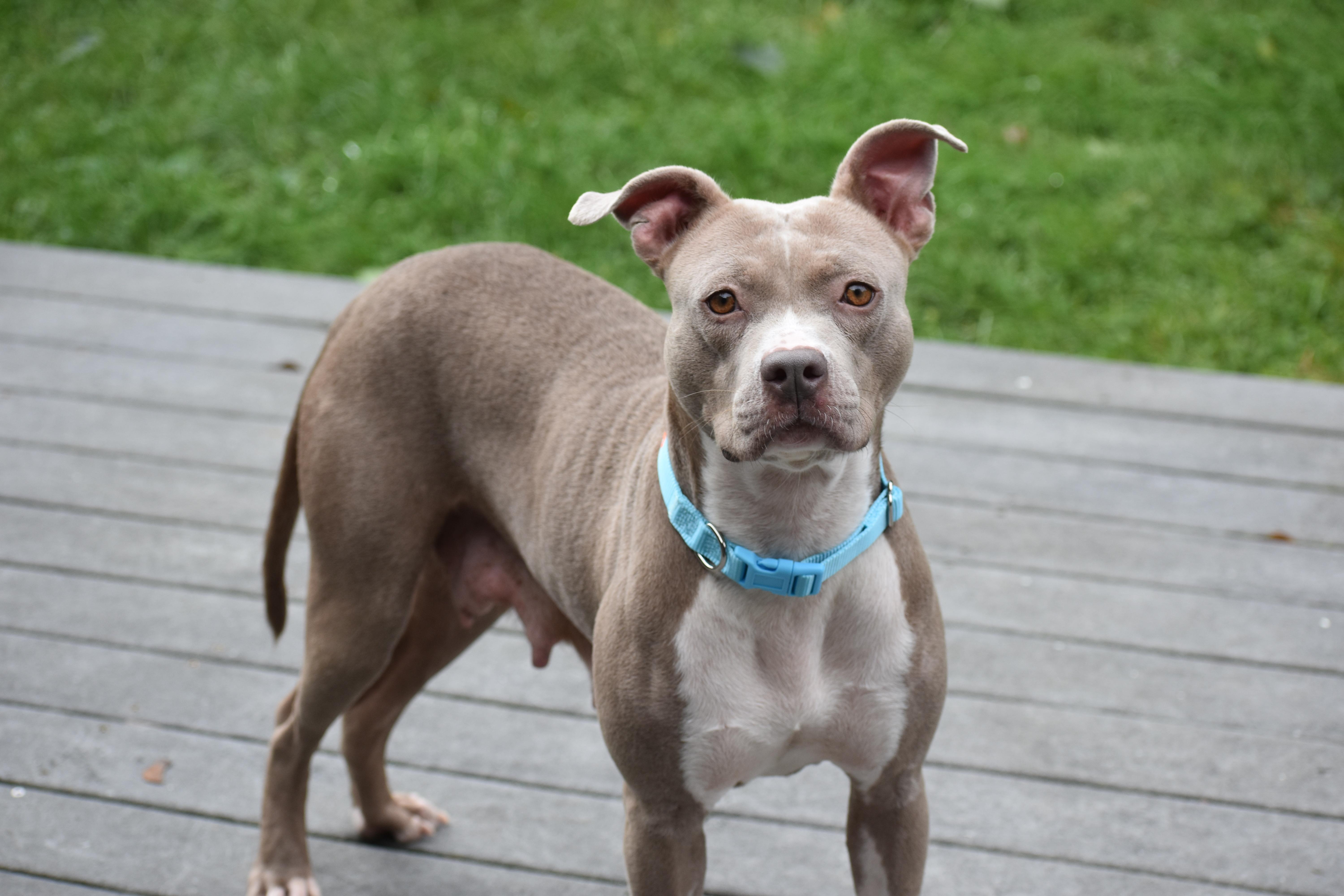 Enlarge Mama Petunia, a Adoptable mixed breed in Carmel, NY image 2/6