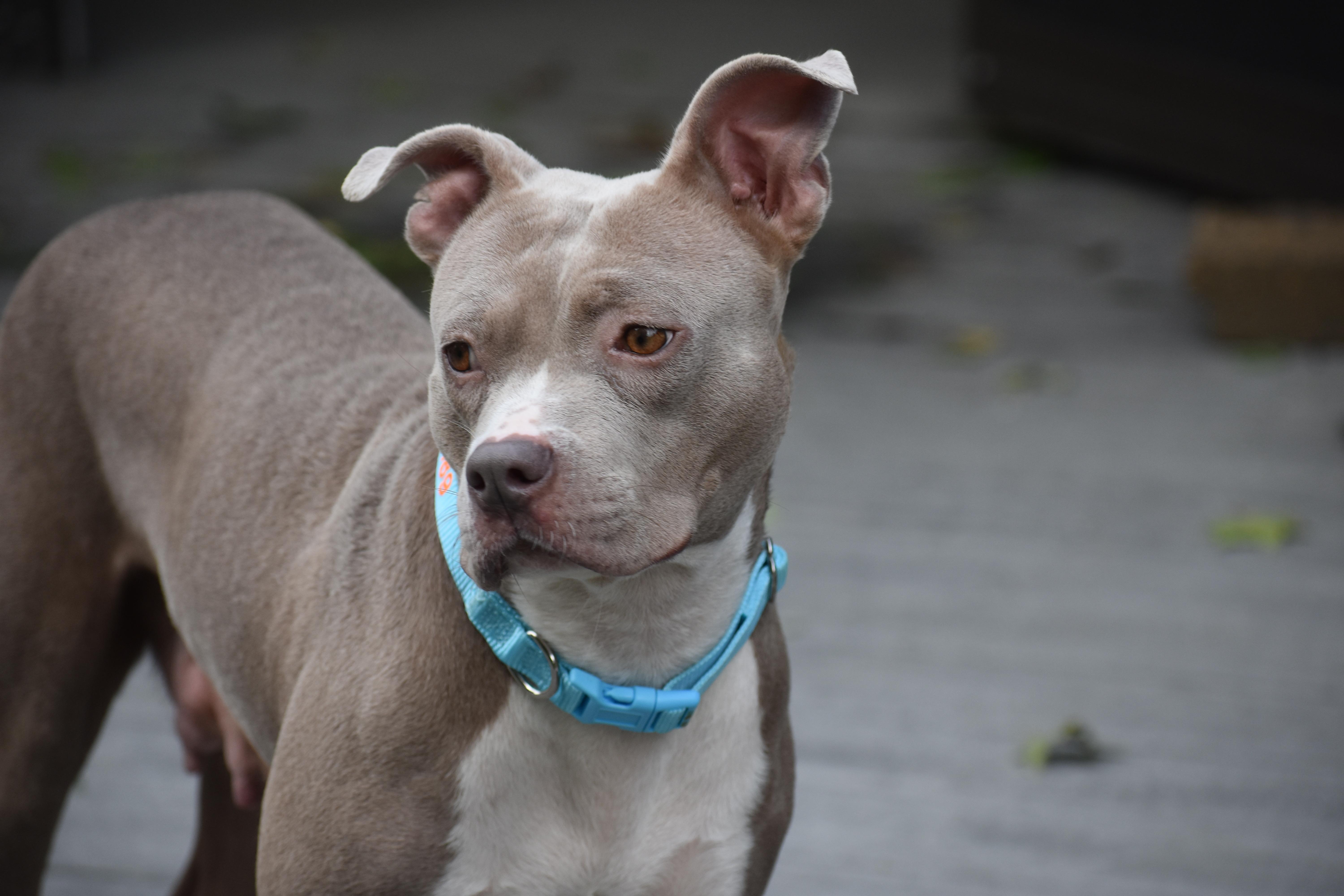 Enlarge Mama Petunia, a Adoptable mixed breed in Carmel, NY image 3/6